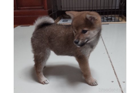 成約済の秋田県の柴犬-270629の1枚目